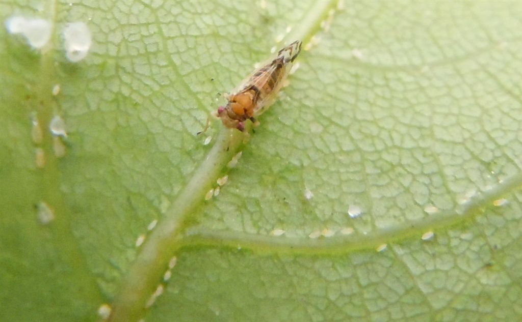 Cacopsylla pulchella/Psilla dell''albero di Giuda